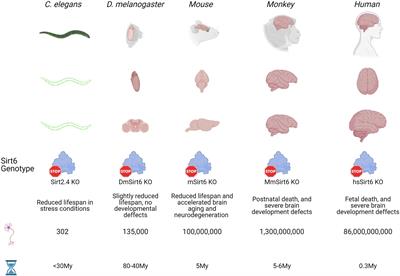 SIRT6 Through the Brain Evolution, Development, and Aging